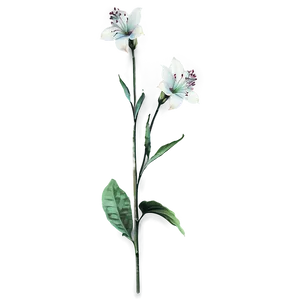 Botanical Flower Stem PNG Yom40 PNG