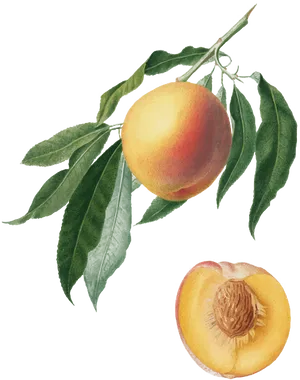 Botanical Peach Illustration PNG image