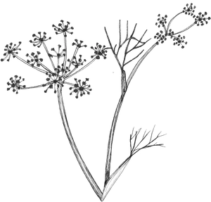 Botanical Sketchof Flowering Plant