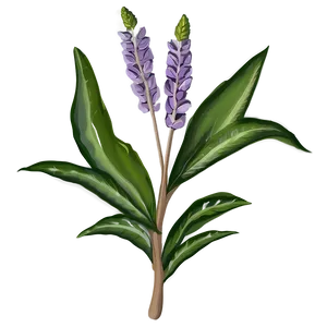 Botanical Study Drawing PNG 31
