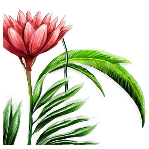 Botanical Study Drawing PNG Otc90