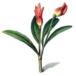 Botanical Study Drawing PNG Rob