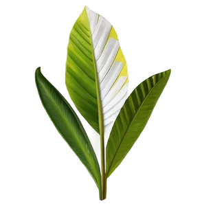 Botanical Wall Prints PNG 06292024 PNG