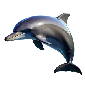 Bottlenose Dolphin Png 73 PNG image