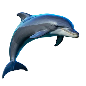 Bottlenose Dolphin Png Yxw PNG image