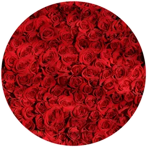 Bountiful Red Roses Circle
