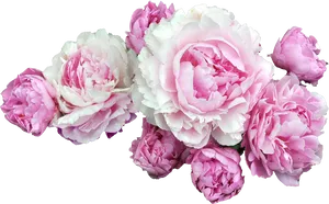 Bouquet_of_ Pink_ Peonies PNG image