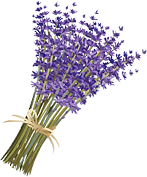 Bouquetof Lavender Flowers PNG image