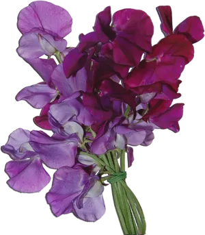 Bouquetof Sweet Peas Flowers PNG image