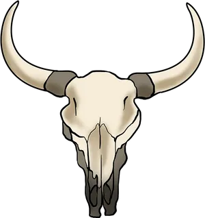 Bovine Skull Illustration