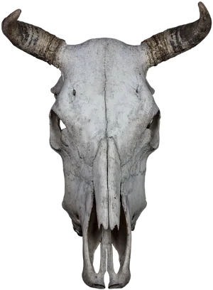 Bovine Skullwith Horns PNG image