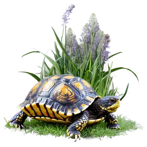 Box Turtle In Grass Png 06242024 PNG image