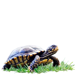 Box Turtle In Grass PNG 55