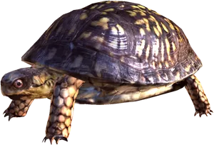 Box Turtle Isolatedon White Background PNG image