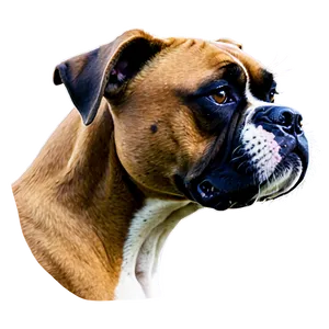 Boxer Dog Head PNG Kjf
