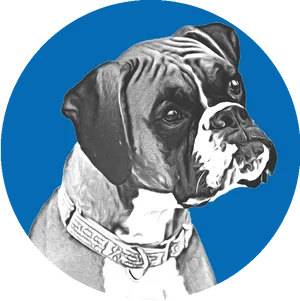 Boxer Dog Portrait Blue Background PNG image
