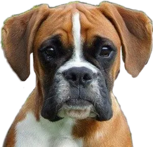 Boxer Dog Portrait PNG image