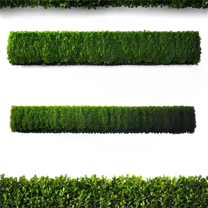 Boxwood Backdrop PNG 06212024