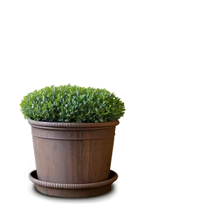 Boxwood Backdrop PNG 06212024