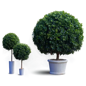 Boxwood Ball PNG 06212024 PNG