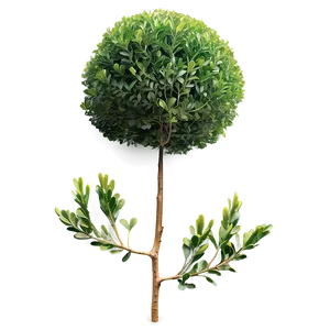 Boxwood Clipping PNG 59 PNG