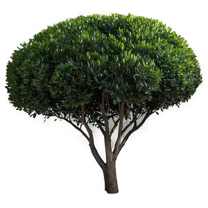Boxwood Clipping PNG 79