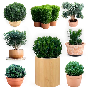 Boxwood Collection PNG 47
