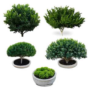 Boxwood Collection PNG Xhy PNG