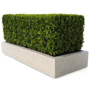Boxwood Edging PNG 49