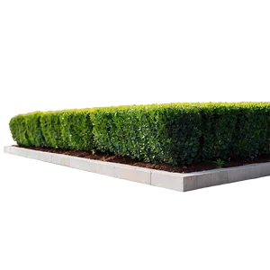 Boxwood Edging PNG Pfx54 PNG