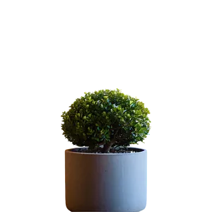 Boxwood Entryway PNG 06212024