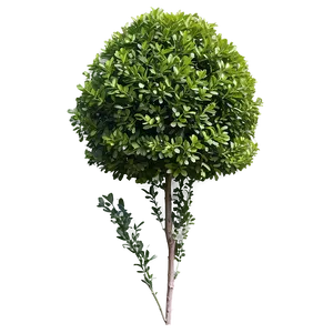 Boxwood For Decoration PNG Ktq