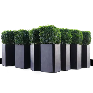 Boxwood For Event Decor PNG 06212024 PNG