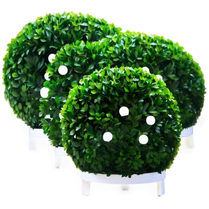 Boxwood For Event Decor PNG Lfb PNG