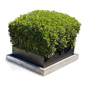 Boxwood On Terrace PNG Ehm PNG