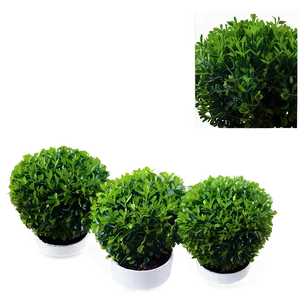 Boxwood Pattern PNG Dqw PNG