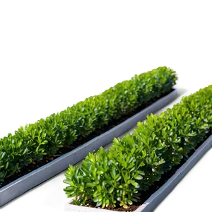 Boxwood Row PNG 29