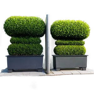 Boxwood Screen PNG 06212024