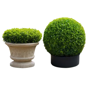 Boxwood Sphere PNG 06212024