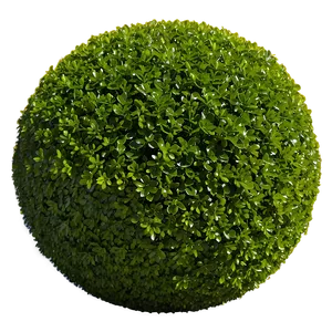 Boxwood Sphere PNG 93 PNG