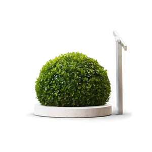 Boxwood Sphere PNG 98
