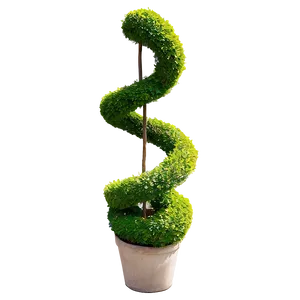 Boxwood Spiral Topiary PNG 06212024 PNG