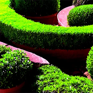 Boxwood Spiral Topiary PNG Fhf50 PNG