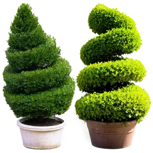 Boxwood Spiral Topiary PNG Vci PNG
