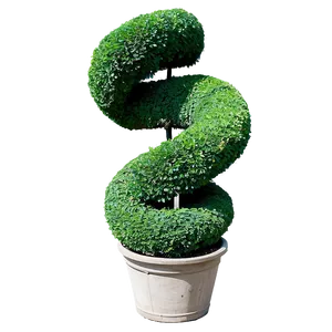 Boxwood Spiral Topiary PNG Ymc19 PNG