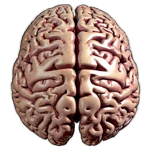 Brain A PNG image