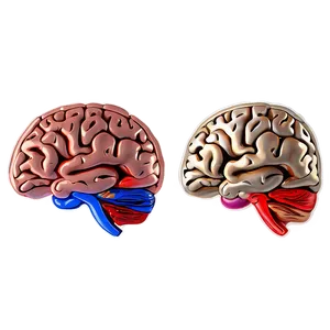 Brain Anatomy Outline Png 06272024 PNG image