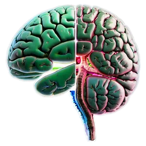 Brain And Plant Growth Png 04292024 PNG image