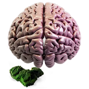 Brain B PNG image