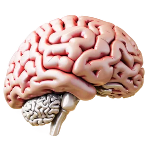 Brain Concept Outline Png Sut PNG image